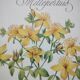 Botanical engraving -St. John's Wort- Illustration of medicinal plants and herbalism