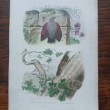 Poster - 19th century zoological engraving of birds - treecreeper