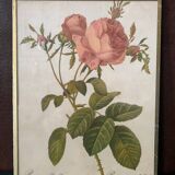 Hundred-leaf rose bush frame after pj redouté, print on fabric, 1960