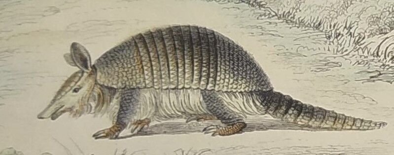 Planche zoologique originale " tatou, cachicame, fourmilier,... - buffon 1840