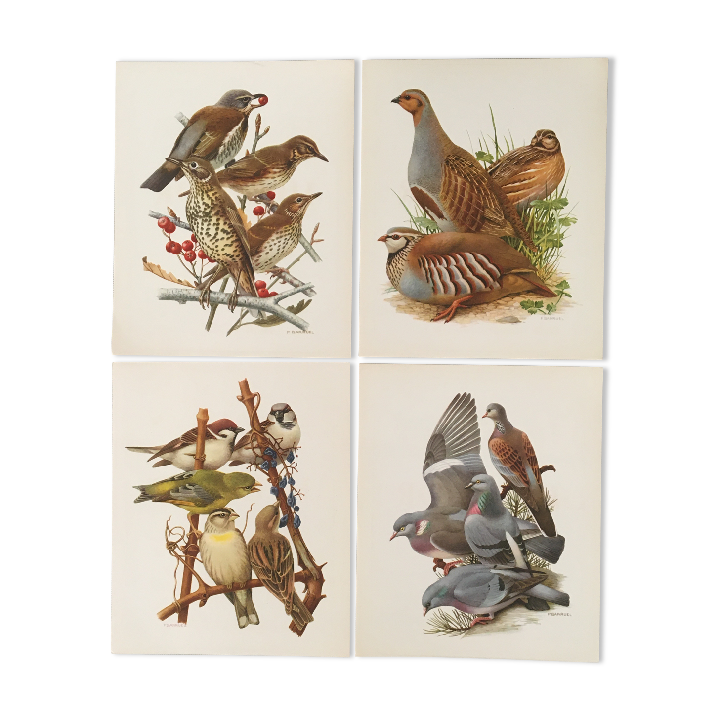 Lot de 4 lithographies naturalistes Oiseaux 17,5 x 21,5cm