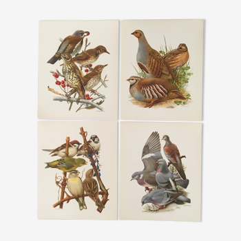 Set of 4 lithographs birds 17.5 x 21.5cm old