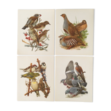 Set of 4 lithographs birds 17.5 x 21.5cm old