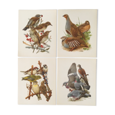Set of 4 lithographs birds 17.5 x 21.5cm old