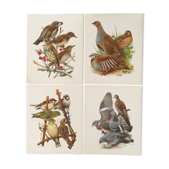 Lot de 4 lithographies naturalistes Oiseaux 17,5 x 21,5cm