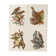 Lot de 4 lithographies naturalistes Oiseaux 17,5 x 21,5cm