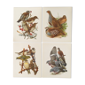 Lot de 4 lithographies naturalistes Oiseaux 17,5 x 21,5cm