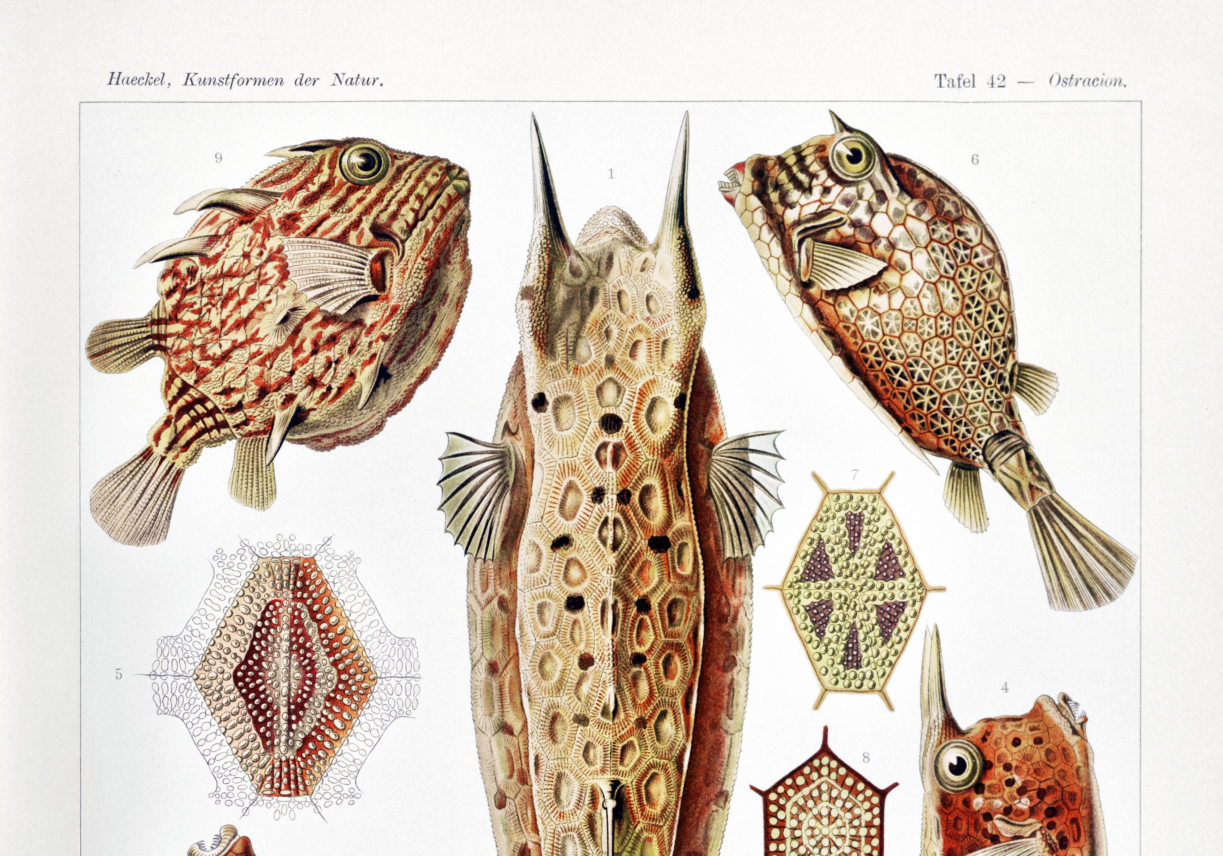 Poster about “boxfish”, based on an old lithograph