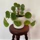 Old tripod stool in solid wood