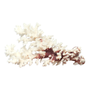 corail blanc, années