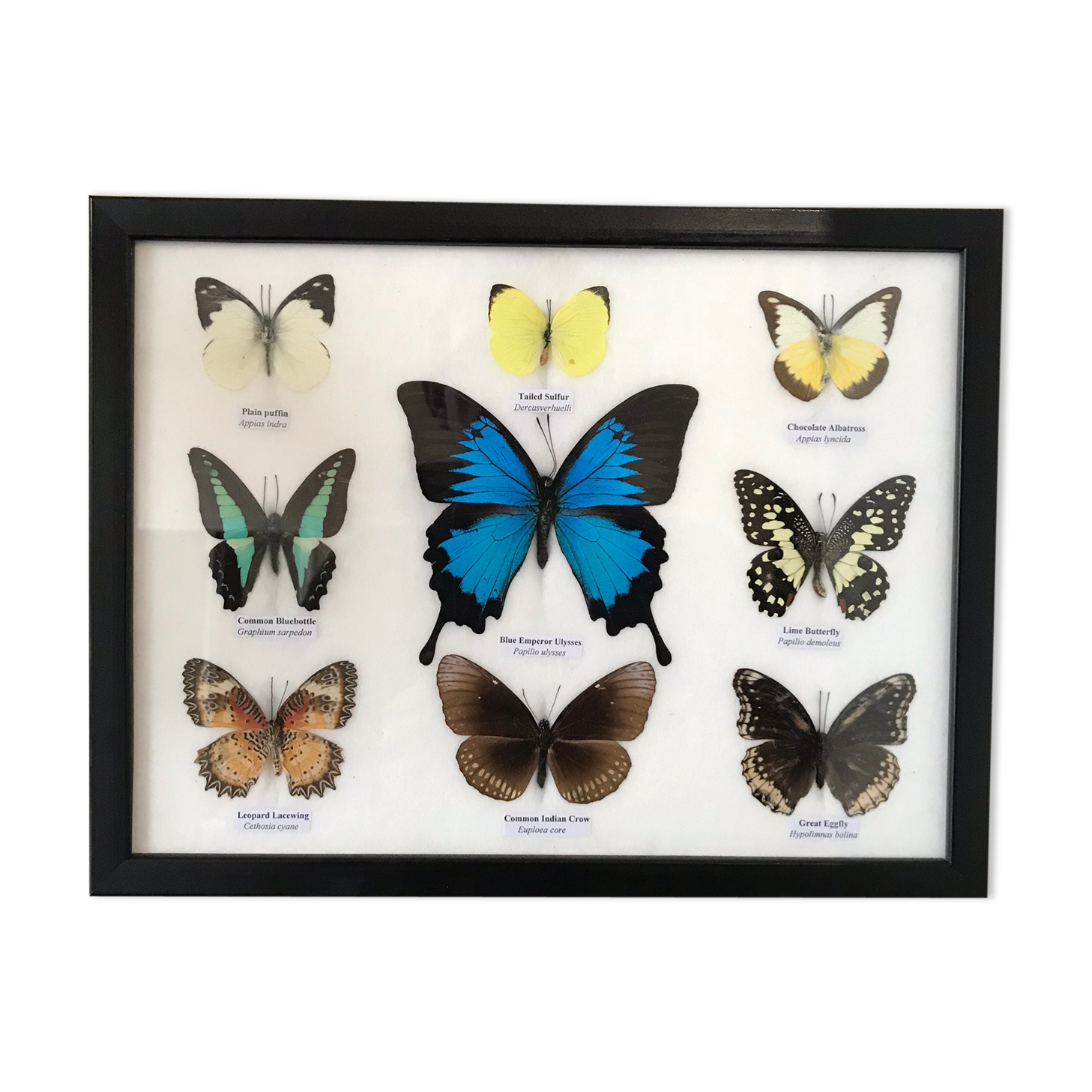 Frame Butterflies assortment of 9 around blue emperor 33 x 25