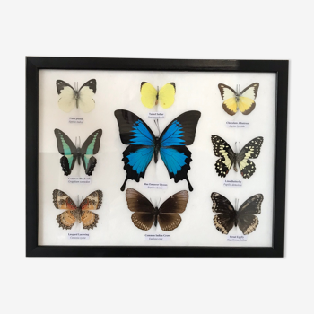 Cadre papillons assortiment de 9 autour du blue emperor 33 x 25