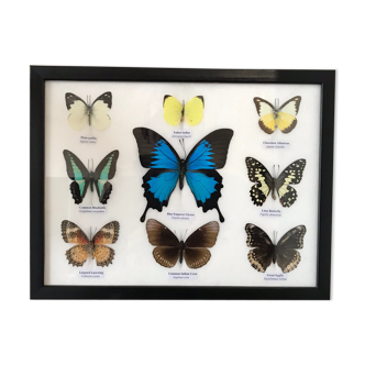 Frame Butterflies assortment of 9 around blue emperor 33 x 25