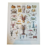 Lithograph on crustaceans from 1928