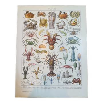 Lithograph on crustaceans from 1928