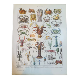 Lithograph on crustaceans from 1928