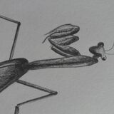 Insect illustration