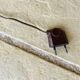 Vintage articulated floor lamp with shelf and magazine holder 1960s