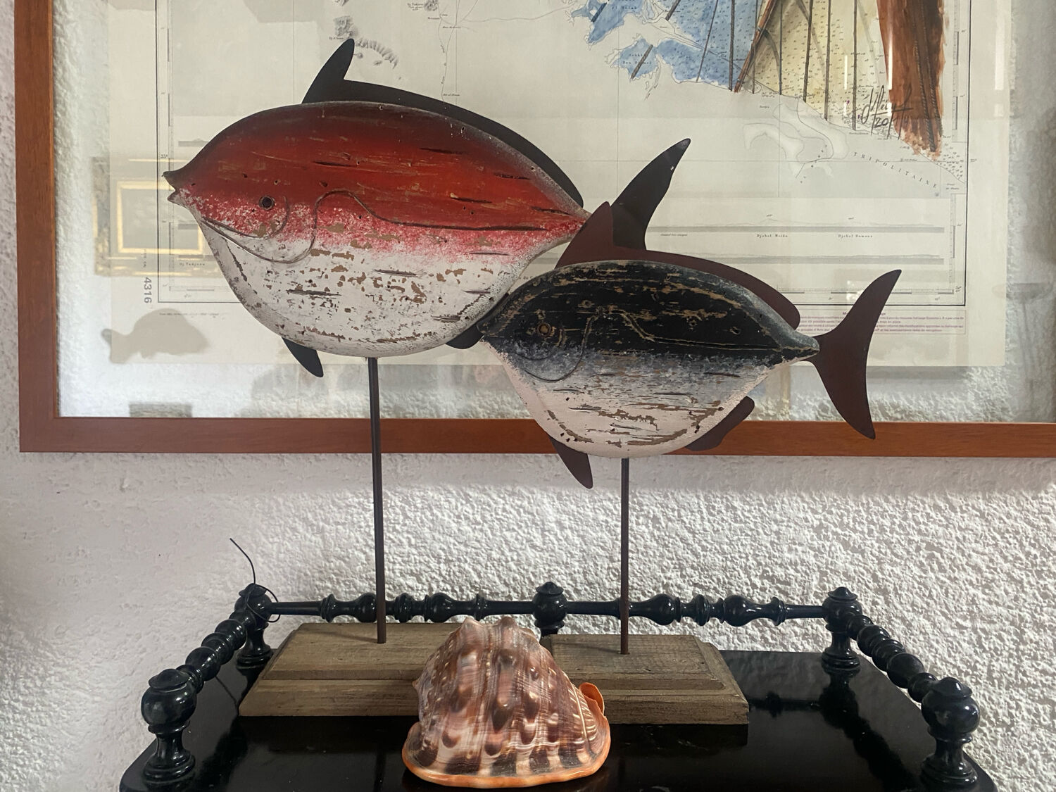 Large shell cypraea cassis rufa