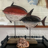 Large shell cypraea cassis rufa