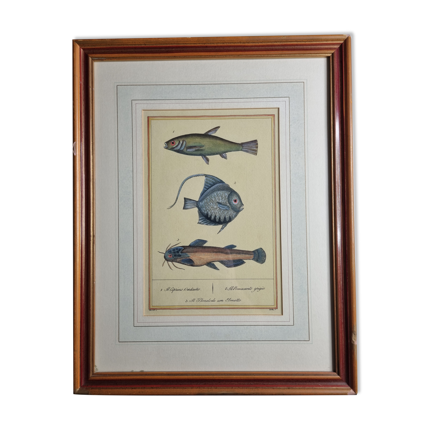 Ichthyological plate after Buffon, nineteenth century, framed