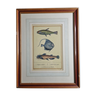 Ichthyological plate after Buffon, nineteenth century, framed