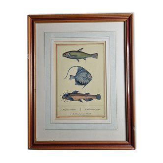 Planche ichtyologique d'après Buffon, du XIXème siècle, encadrée