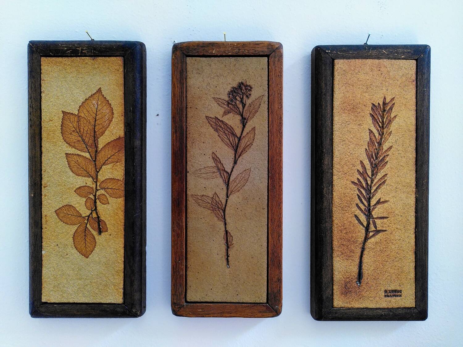 Vallauris herbarium triptych, R.Leduc