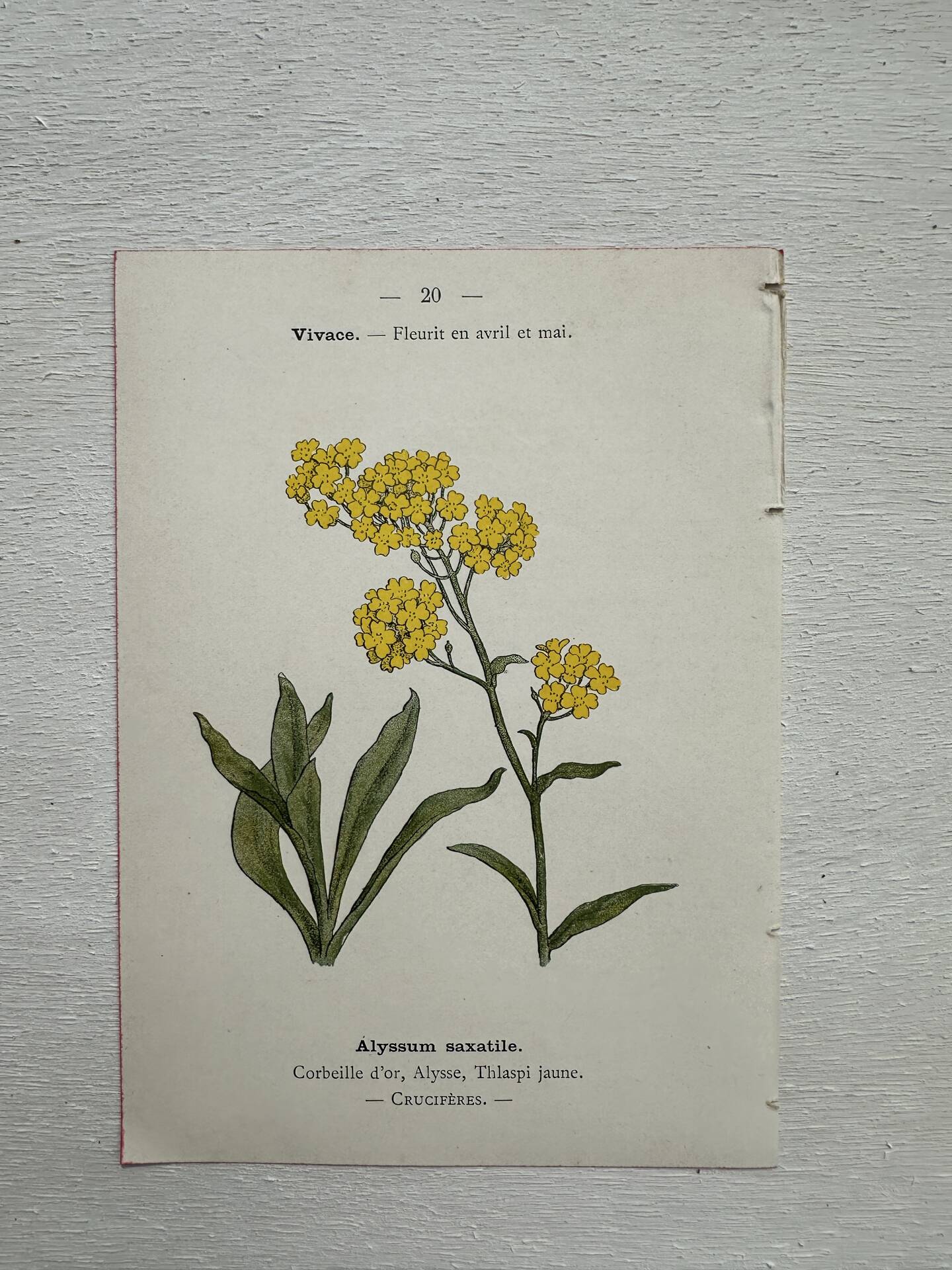 Botanical Plate 1800 Old naturalist engraving 19th century double-sided