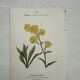Botanical Plate 1800 Old naturalist engraving 19th century double-sided
