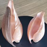 Set of 2 Cymbium Shells