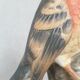 Matte porcelain bird sculpture from Milan by Eda Mann, American Blackbird