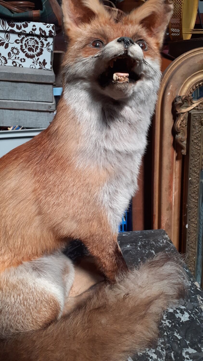 Stuffed fox and naturalized taxidermy