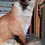 Stuffed fox and naturalized taxidermy