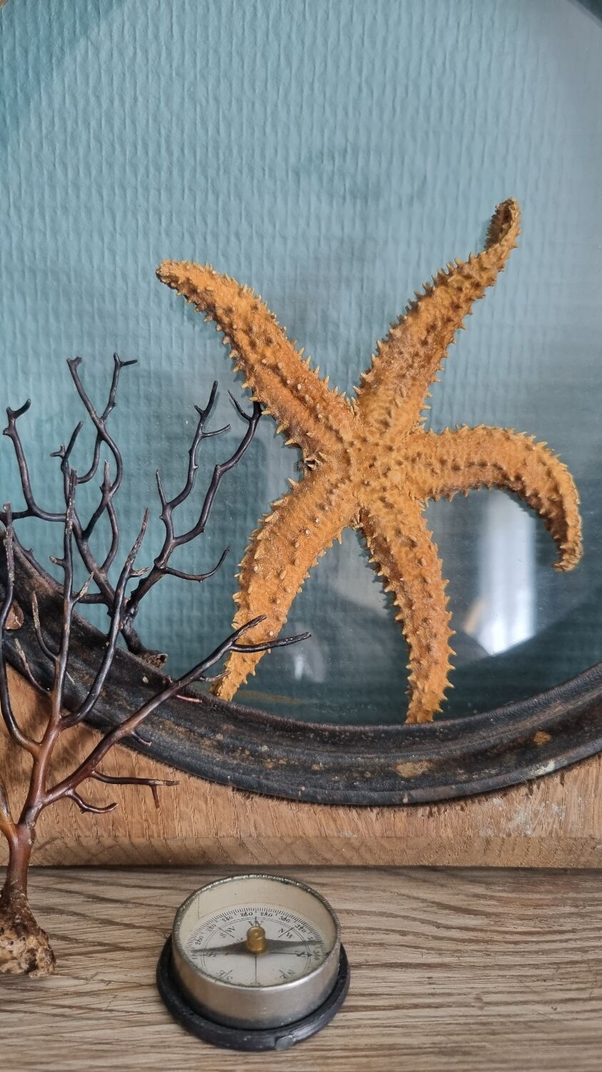 Natural ancient starfish large size