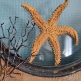 Natural ancient starfish large size