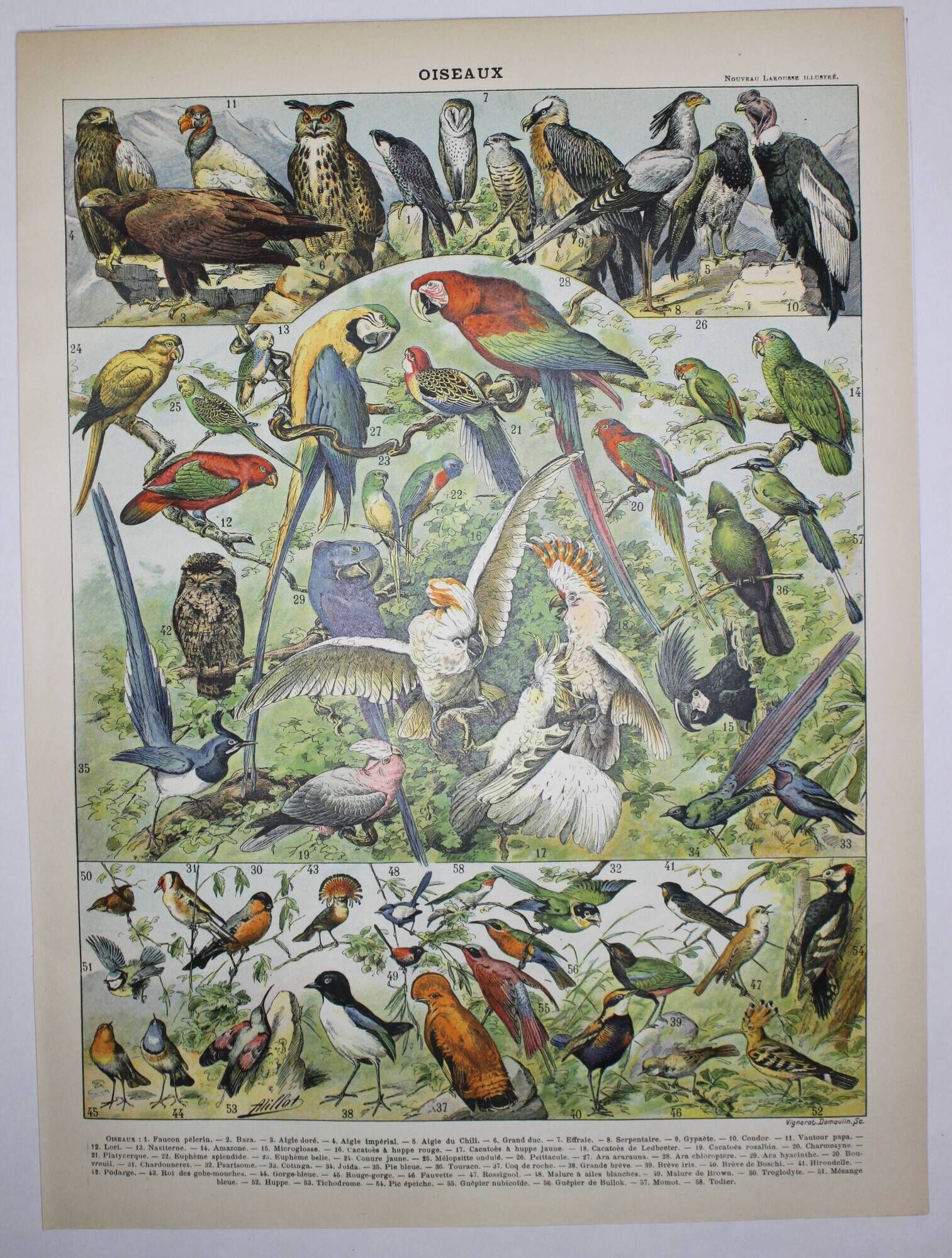Lithograph • Birds 1, species, raptors • Original lithograph of 1898