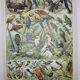 Lithograph • Birds 1, species, raptors • Original lithograph of 1898