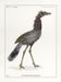 Lithograph chimeric engraving animal - the cariapocampus