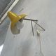 Lampe de bureau cocotte jaune