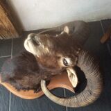 Sheep trophy