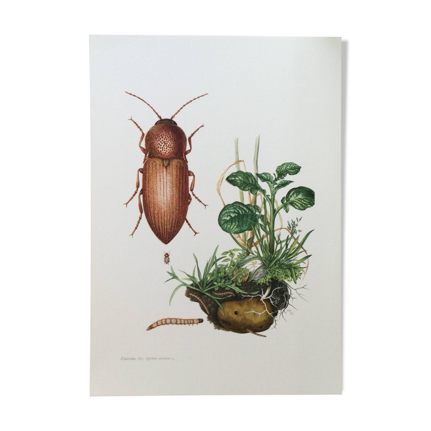 Vintage insect print, Original plate 1969.