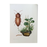Vintage insect print, Original plate 1969.