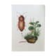 Impression insectes, planche originale 1969