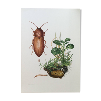 Impression insectes, planche originale 1969
