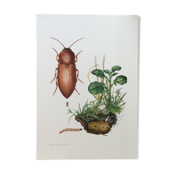 Impression insectes, planche originale 1969
