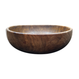 Round dish in olive tree