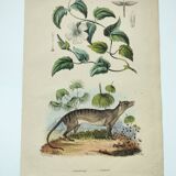 Old engraving from 1838 -Tasmanian Tiger- Hand-colored plate of animal and plant