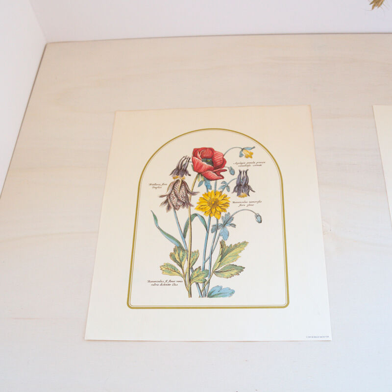 2 botanical engravings from Art and decor 104