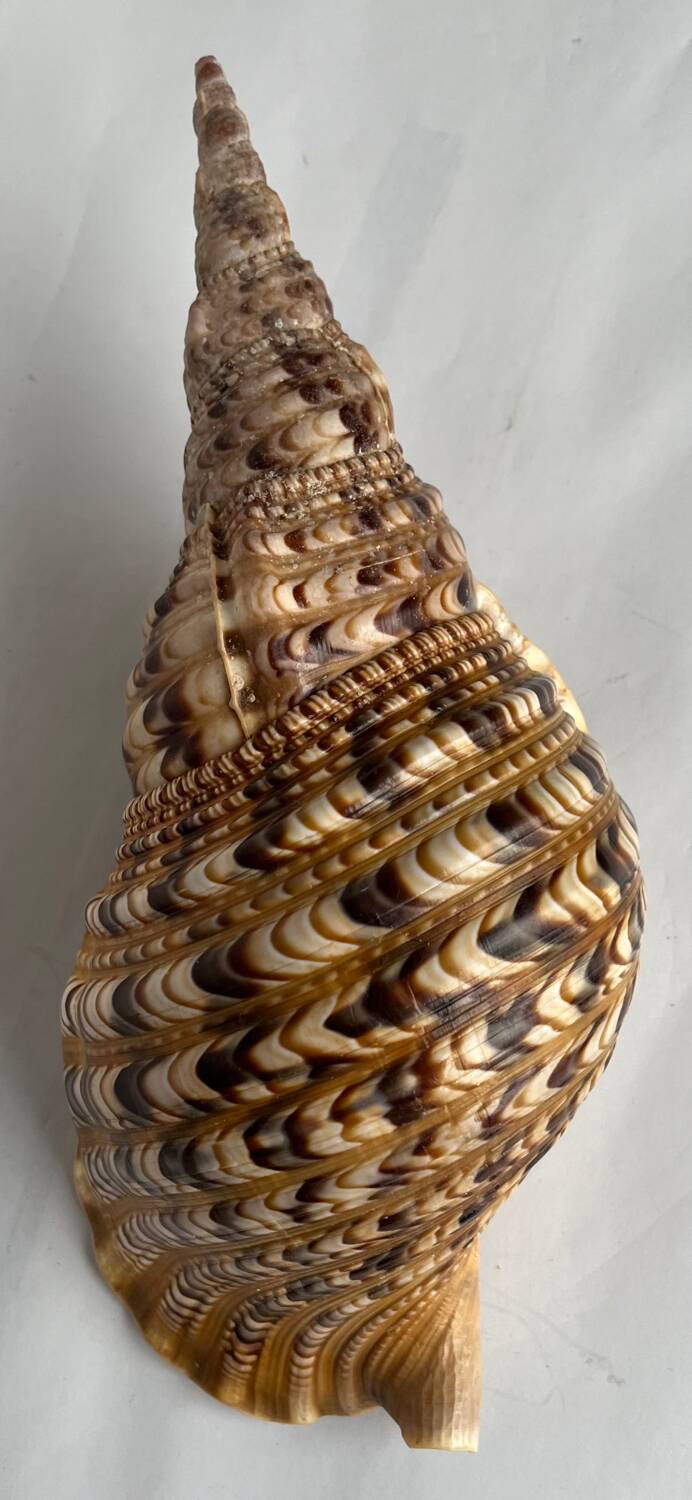 Charonia tritonis shell